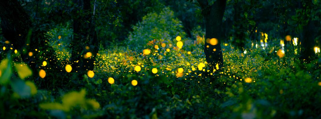 Why Do Fireflies Glow in Sync? Understanding Synchronization Patterns